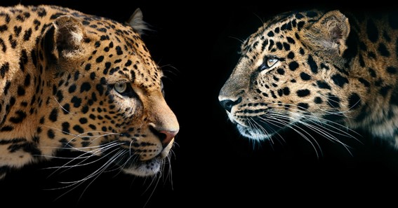 difference between cheetah and leopard